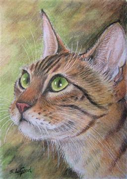 http://www.suzannelegoodcats.com/gallery/Albums/Album7/Large/ACEO_Bengal_2.jpg