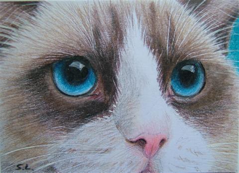 http://www.suzannelegoodcats.com/gallery/Albums/Album7/Large/ACEO_Ragdoll_close.jpg