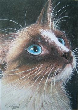 http://www.suzannelegoodcats.com/gallery/Albums/Album7/Large/ACEO_Seal_Mitted_Ragdoll.jpg